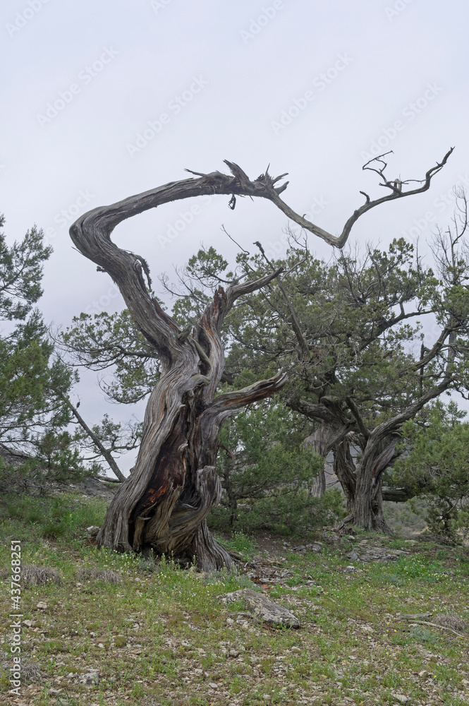 Dried relict treelike juniper with a bizarrely curved trunk. Dried relict treelike juniper with a bizarrely curved trunk.