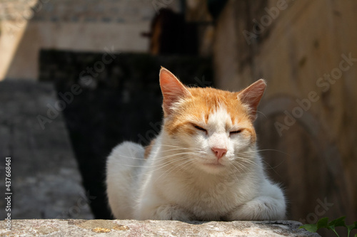 portrait of a cat © Liudmyla
