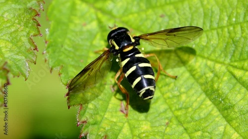Barred Ant-hill Hoverfly, Xanthogramma Citrofasciatum on leaf photo