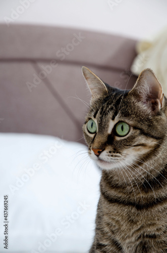 Fototapeta Naklejka Na Ścianę i Meble -  The cat looks away. Pet cat in gray-brown hair.