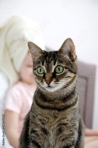 Fototapeta Naklejka Na Ścianę i Meble -  Striped pet cat sits and looks in surprise to the side