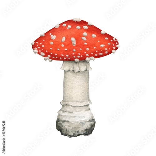 Fly agaric mushroom. Watercolor illustration. Hand drawn poison fungi amanita muscaria. Red big fly agaric with white spots on cap element. Forest dangerous mushroom on white background