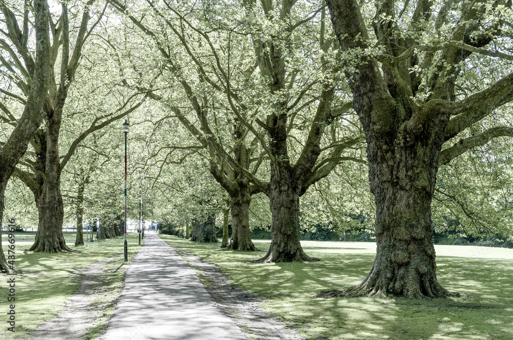 alley in the park