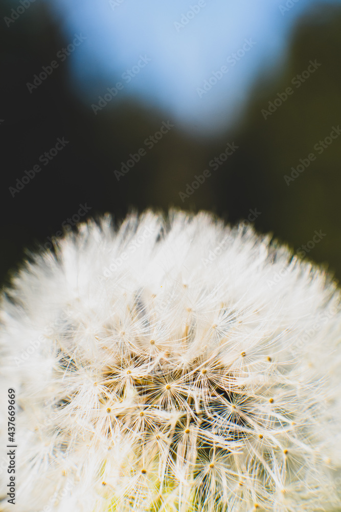 Obraz premium close up of dandelion