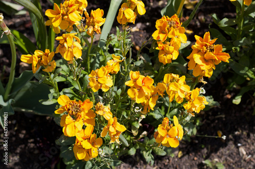 Beautiful sunlit erysimum flowers and foliage in garden in spring