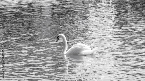 Fototapeta Naklejka Na Ścianę i Meble -  swans on the lake