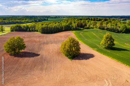 aerial view on trees in the middle of a cultivated agricultural field on the edge of a forest