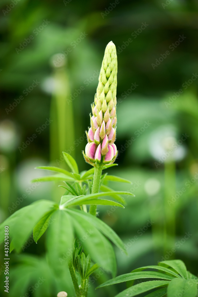 one beautiful lupine flower grows in the country one beautiful lupine flower grows in the country