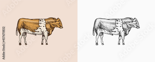 Domestic Cow. Farm animal. Vintage sketch for shop. Badge for t-shirts. Hand Drawn engrave Vector illustration.