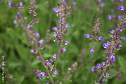 sage in the garden