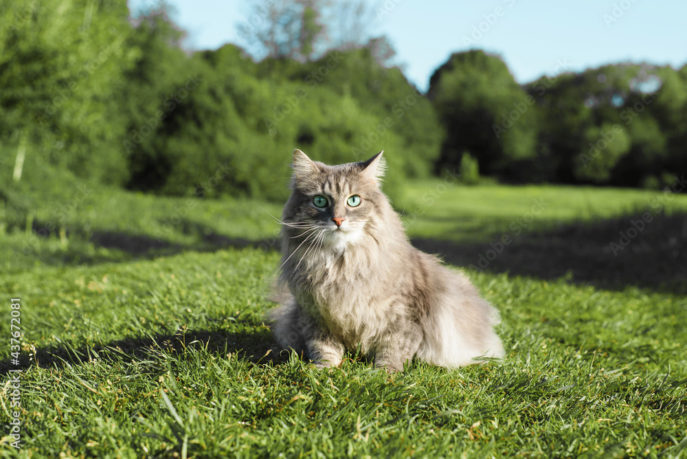 Cat in nature. Portrait of gray furry pedigree cat sitting on grass and looking at the camera with green eyes, outdoors. Beautiful domestic cat walking outside.