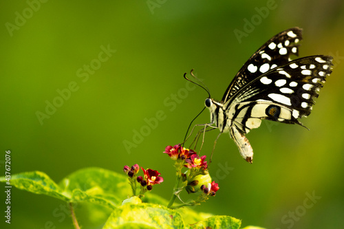 Butterfly on the wild flower on the greeny background photo