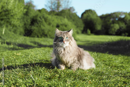 Canvas Print Cat in nature