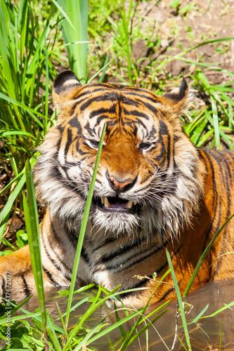 Tiger im Portrait