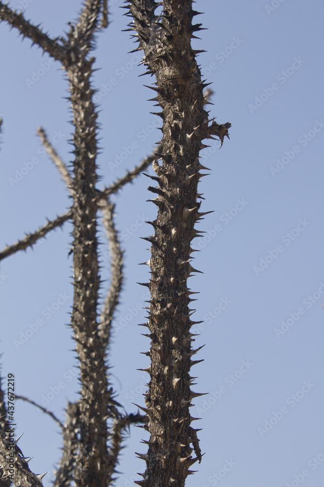 Obraz premium close up Kalopanax septemlobus branch with prickle.
