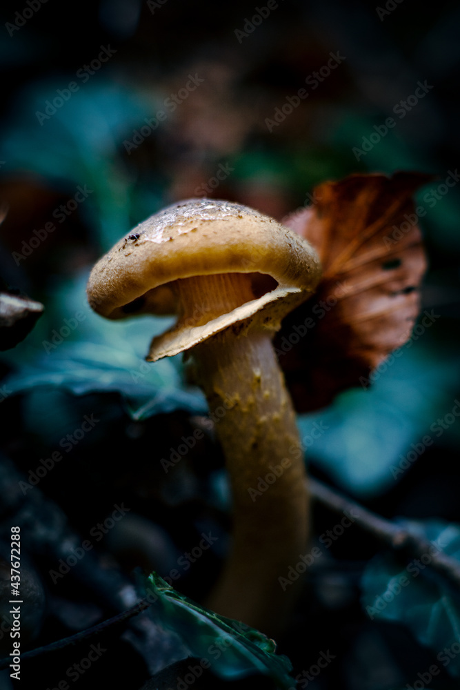 Fototapeta premium mushroom in the forest