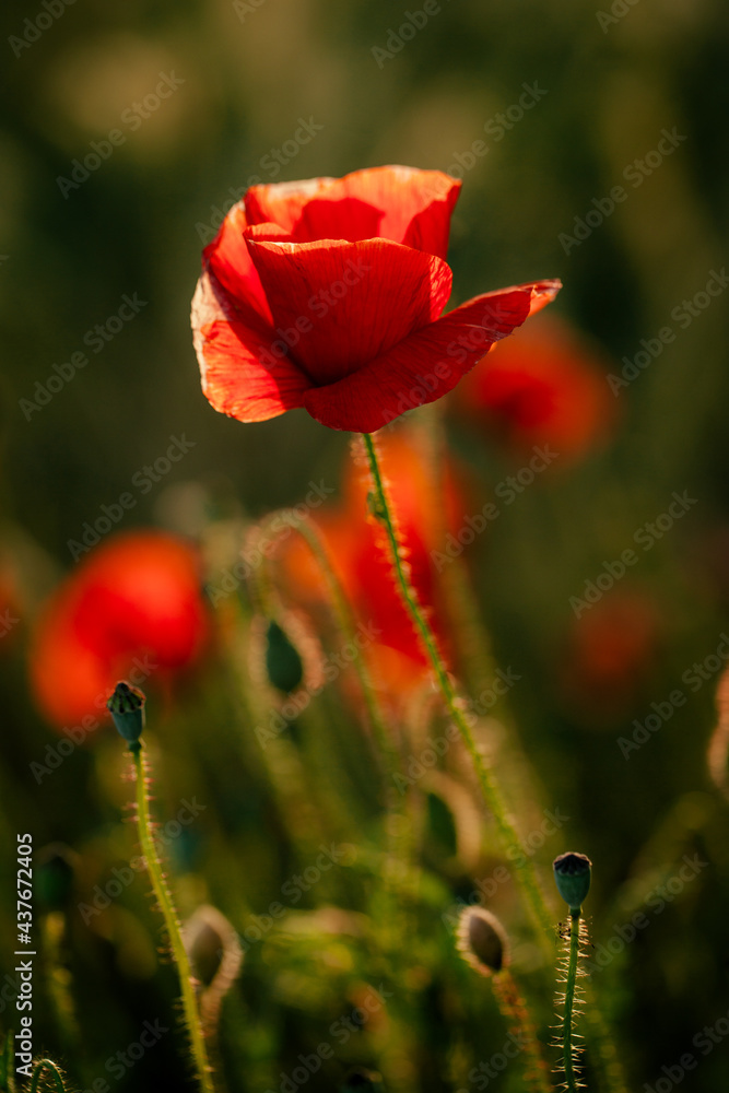 Obraz premium Mohnblumen bei Sonnenuntergang
