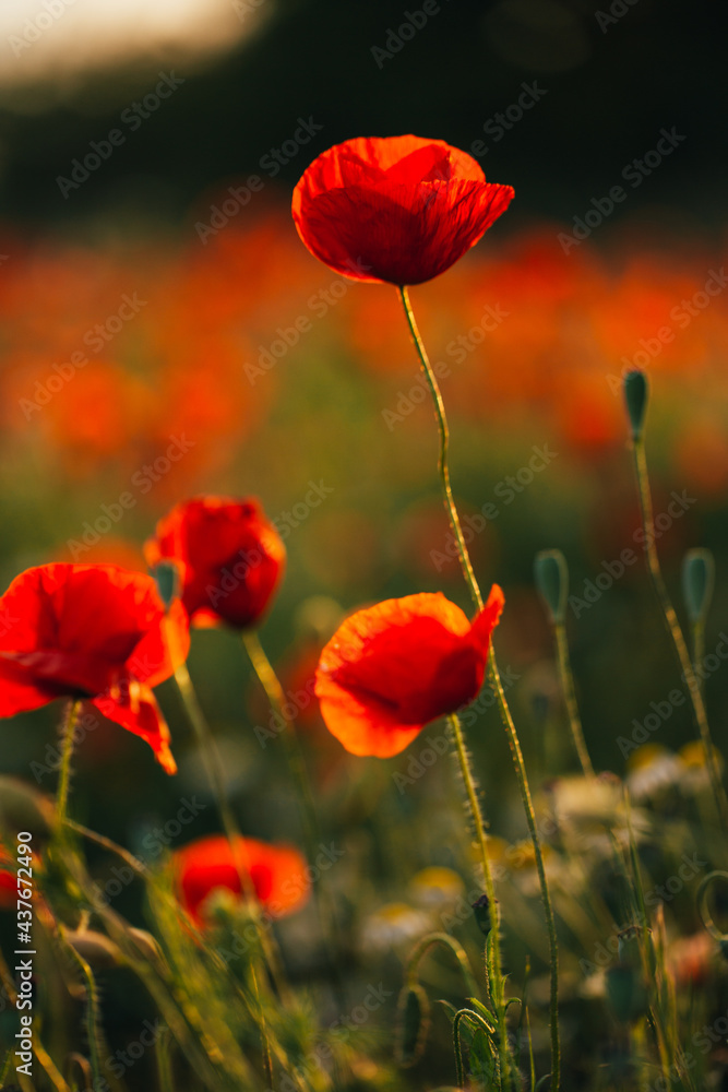 Obraz premium Mohnblumen bei Sonnenuntergang