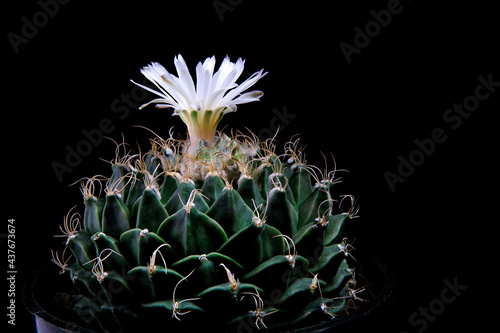 close up Obregonia denegrii or Artichoke Cactus with whtie flower blooming photo
