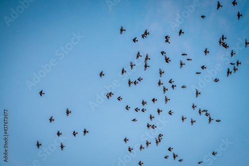 A flock of birds in flight against a light blue background