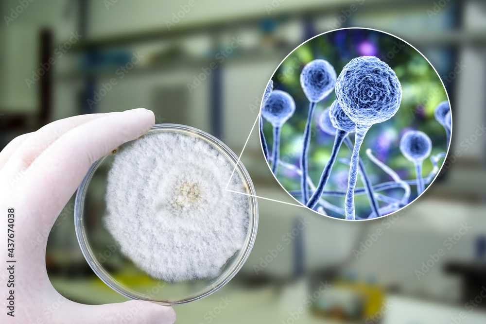 Colony of Mucor fungi grown on Petri dish. Also known as black fungus, or bread mold. Stock