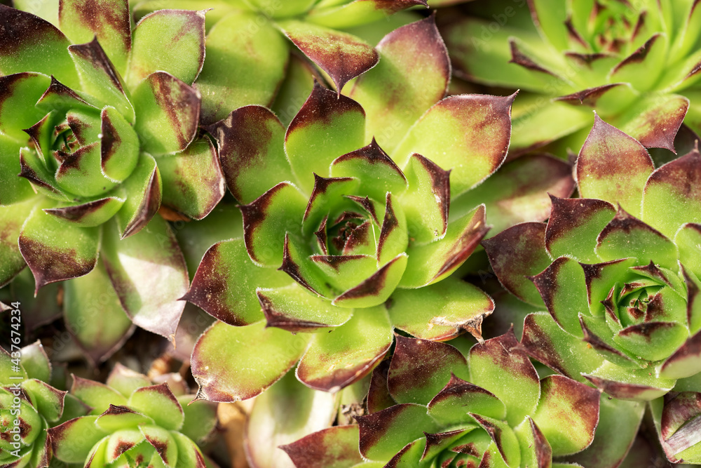 Rosette patterns of houseleek or sempervivum tectorum as background Rosette patterns of houseleek or sempervivum tectorum as background