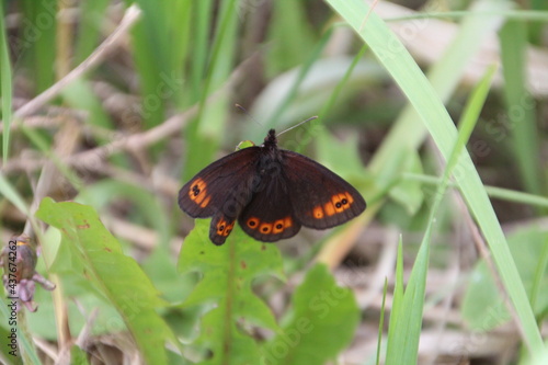 Butterfly Resting, Pylypow Wetlands, Edmonton, Alberta