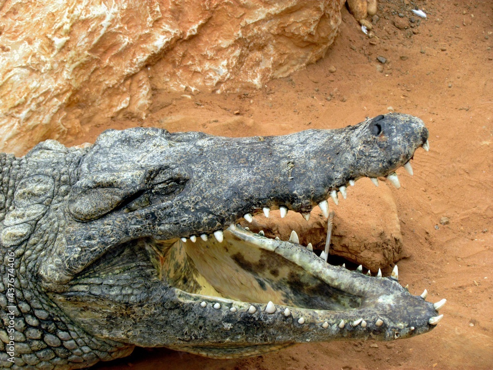 Obraz premium crocodile