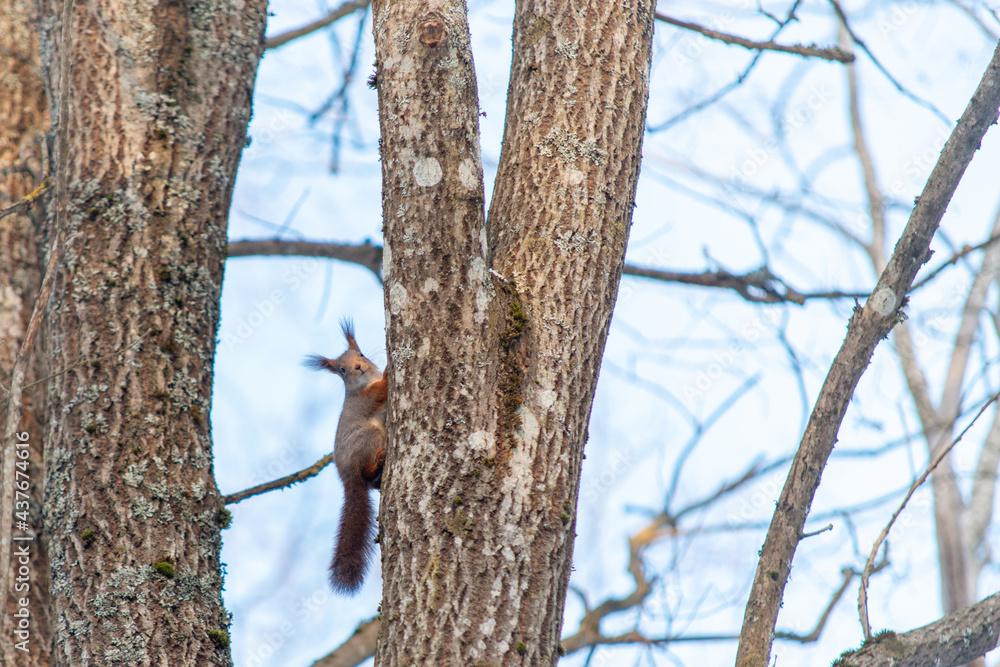 A small red squirrel looking at the camera from a tree branch A small red squirrel looking at the camera from a tree branch