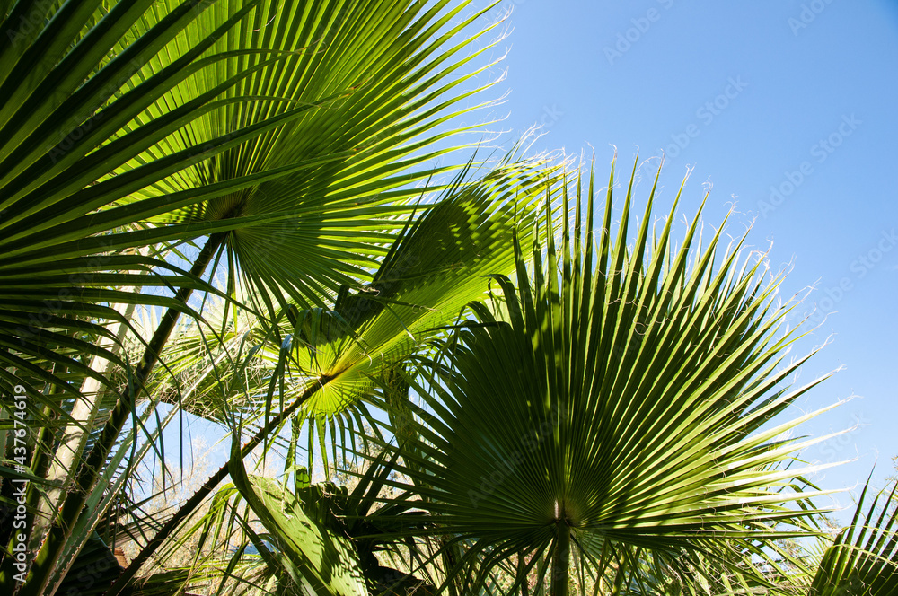 Fototapeta premium Feuilles de palmier