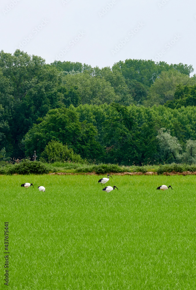 ibis sacri ibis sacri