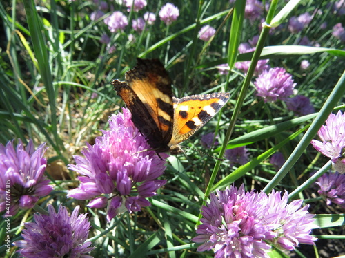 Wallpaper Mural butterfly Torontodigital.ca