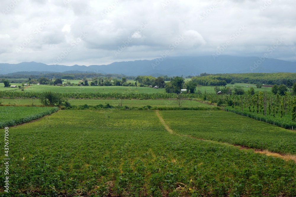 landscape of field and mountain