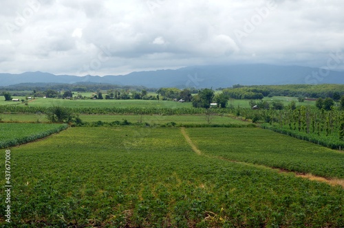landscape of field and mountain