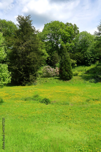 A woodland scene with green grass and flowers