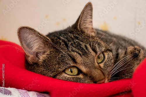 Katze entspannt auf rotem Kissen liegend photo