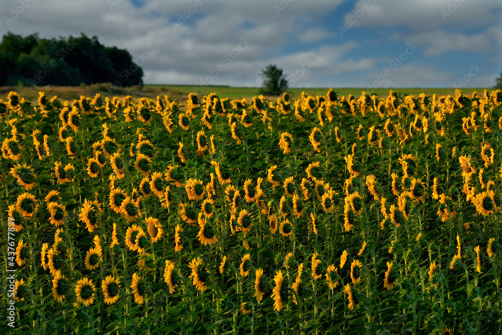 Obraz premium Russia. Krasnodar Region. Sunny summer evening in the sunflower fields along the Rostov-on-Don-Krasnodar highway.