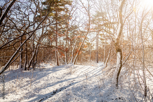 snow covered trees