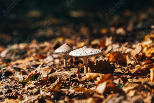 mushroom on ground