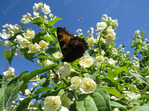 chubushnik and butterflies photo