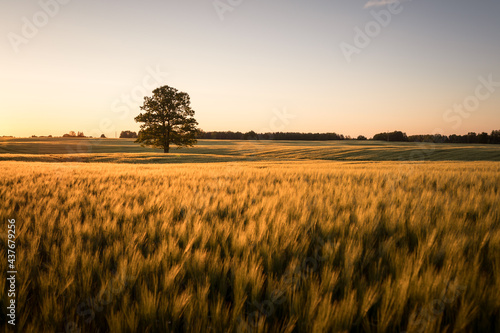 Field of crops, barley, with a large old oak tree during the evening with rich golden color
