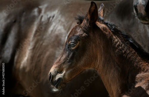 Head side view of a brown newborn foal with mare mother horse in the background.