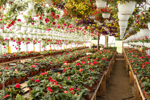 Large flower greenhouse, plant nursery with potted various flowers and hanging baskets