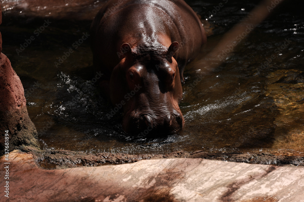 hipopotam w wodzie - obrazy, fototapety, plakaty 