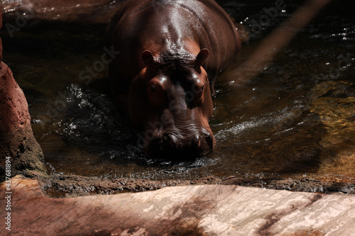 hipopotam w wodzie