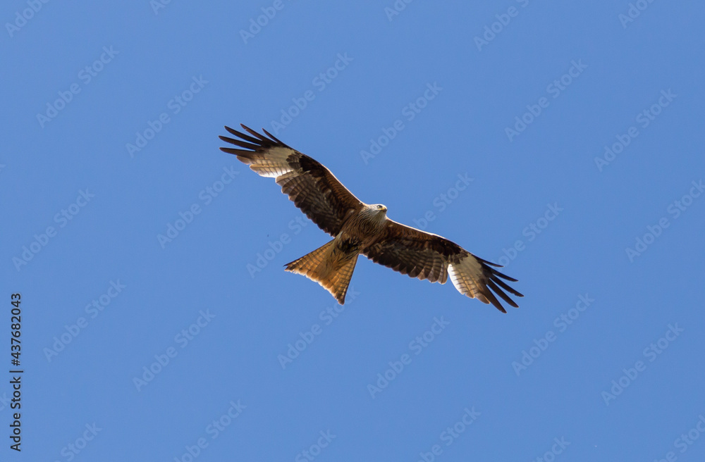 Red kite flying in the sky Red kite flying in the sky
