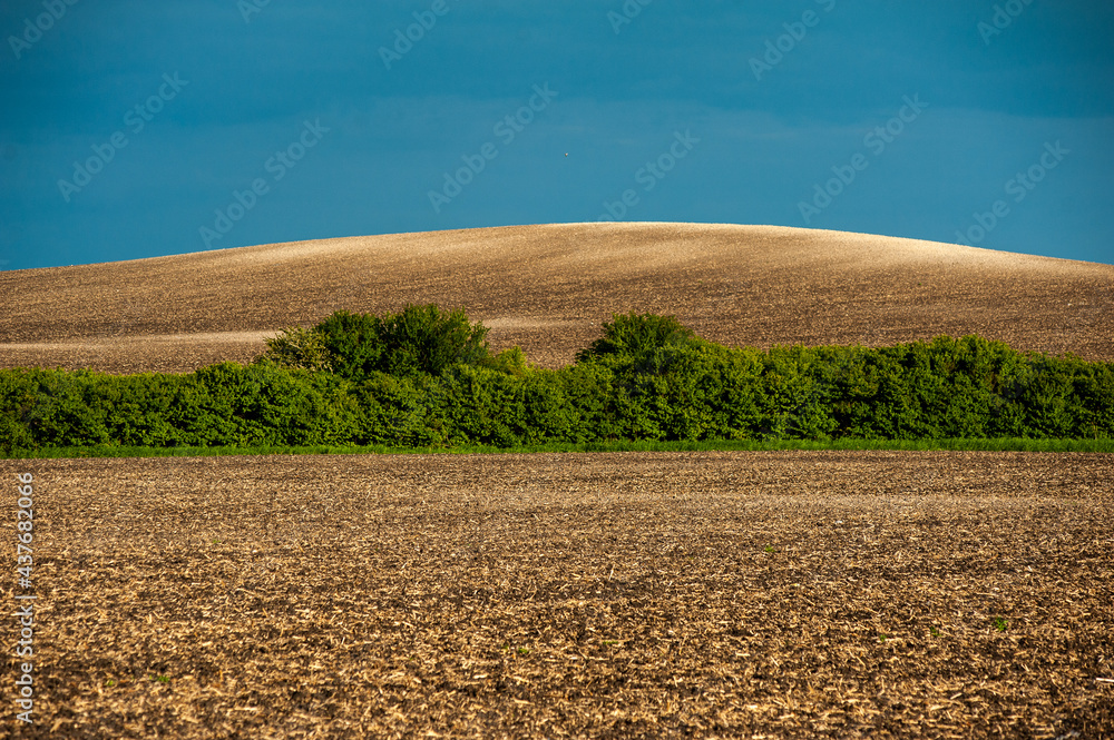 agricultural scenery with a newly planted potato crop in chalky soil near Sledmere under a blue sky 