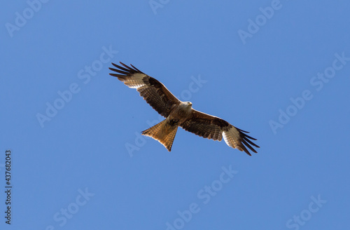 Red kite flying in the sky © madame_fayn