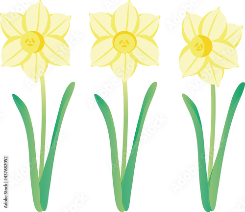 水仙　スイセン　ニホンスイセン　春　花　植物　黄色　イラスト素材セット