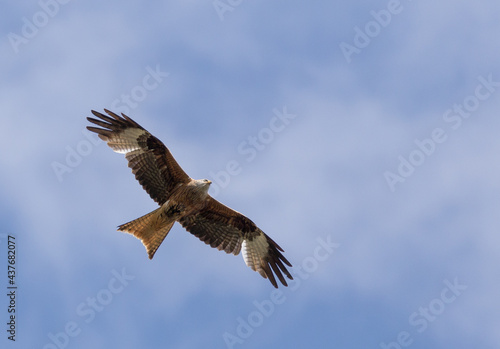 Bird of prey with wings open in blue sky